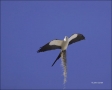 Flight;Kite;Swallow-tailed-Kite;Florida;Nest-Building;Elanoides-forficatus;Birds